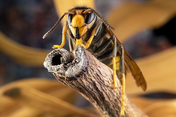 2023 asian hornet