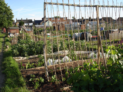 Barton Way Allotments.