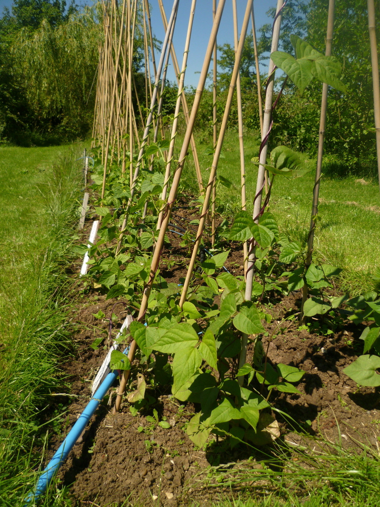 bean pyramids