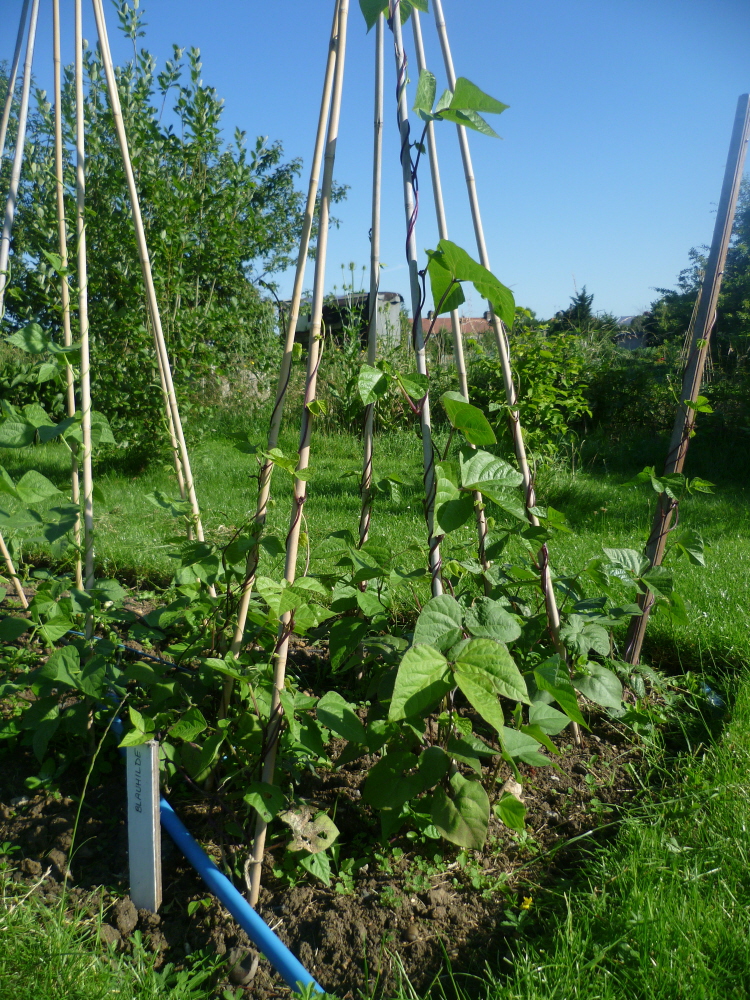 bean pyramids