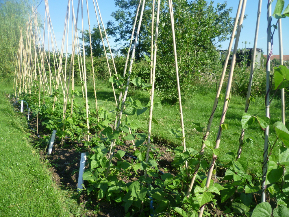 bean pyramids