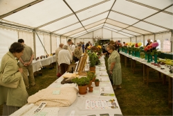 Inside the horticultural marquee