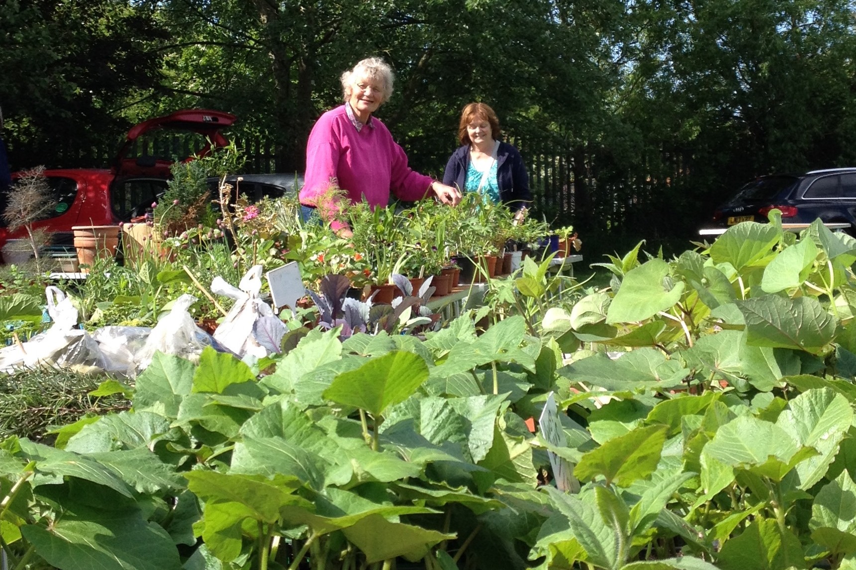 plant sale