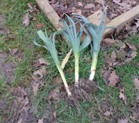 Brian's Leeks