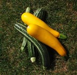 Green and yellow marrows