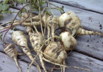 judy's creamed parsnips