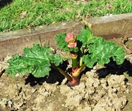 flowering rhubarb - DO NOT EAT the flower but cut off as soon as it appears