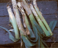 Ted's Leeks in their beds