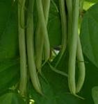 Fasold Beans