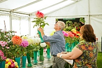 The flower judge takes his job very seriously...