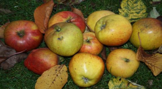 Windfall apples