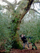 Ancient tree hunt